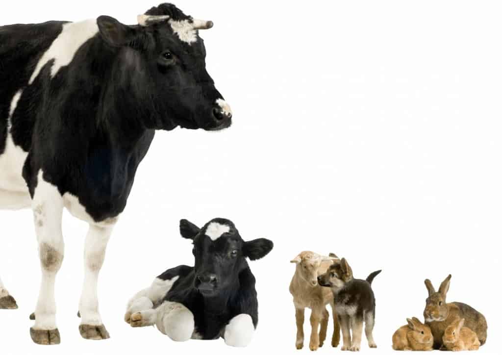 Bauernhoftiere (farm animals)